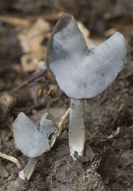 helvella ephippium